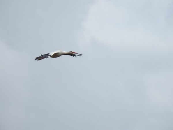 bocian biały  - Jarosław Słowikowski