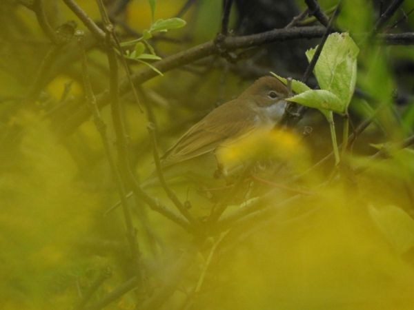 cierniówka  - Jarosław Słowikowski