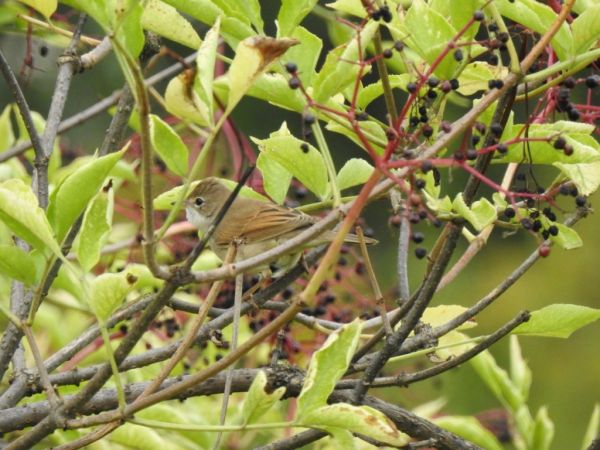 Fauvette grisette  - Jarosław Słowikowski