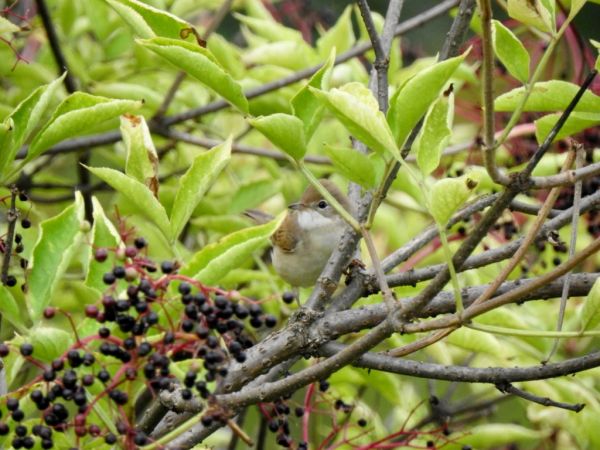 Fauvette grisette  - Jarosław Słowikowski