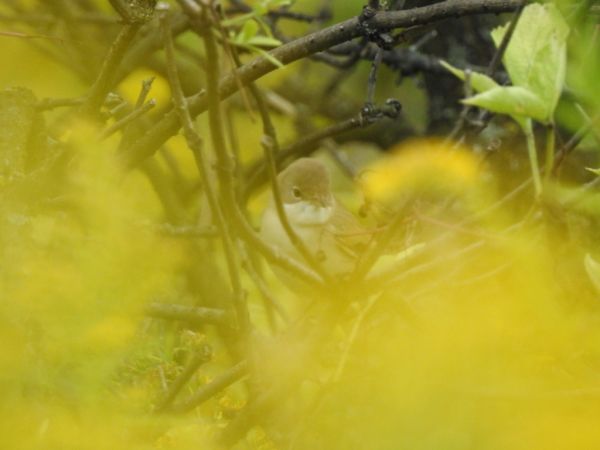 Fauvette grisette  - Jarosław Słowikowski