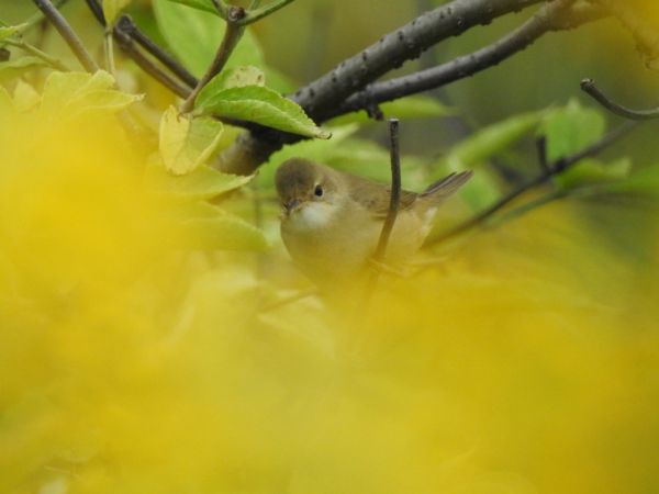 cierniówka  - Jarosław Słowikowski