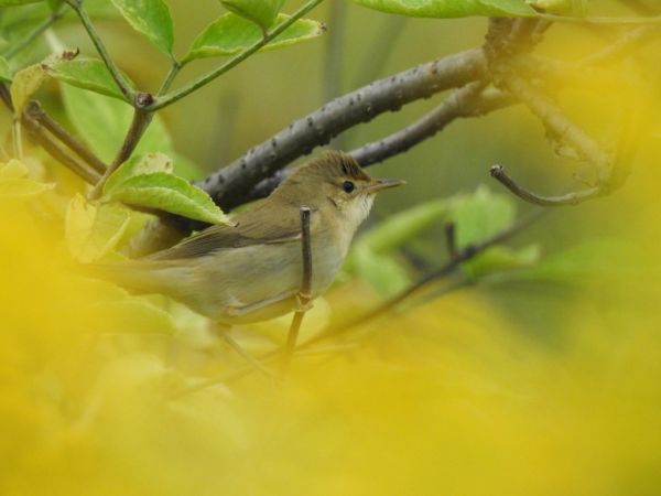 Fauvette grisette  - Jarosław Słowikowski