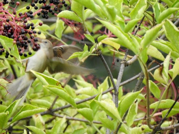 cierniówka  - Jarosław Słowikowski