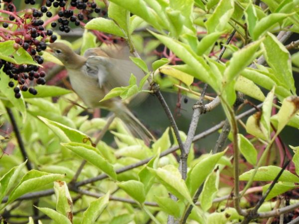 cierniówka  - Jarosław Słowikowski