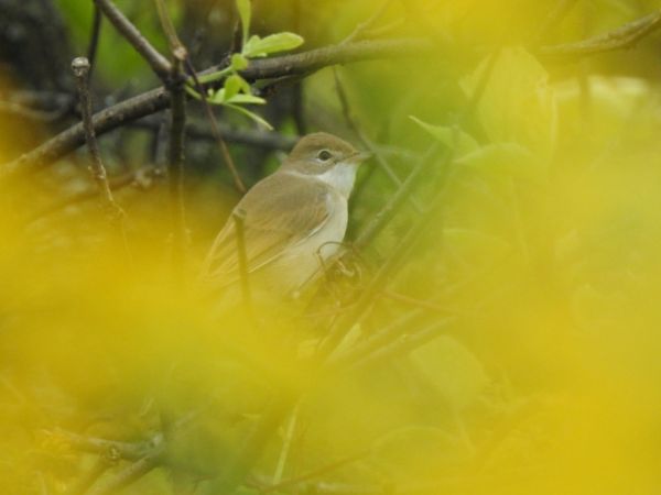 Fauvette grisette  - Jarosław Słowikowski