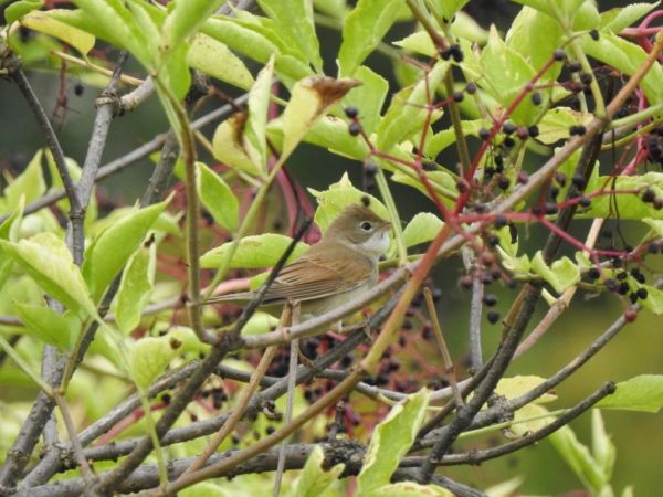 Fauvette grisette  - Jarosław Słowikowski