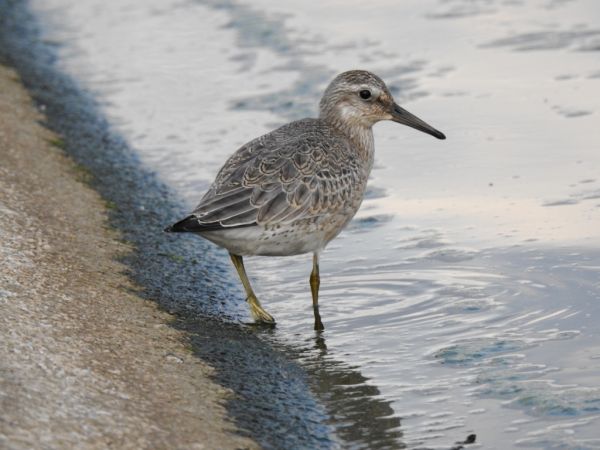 Bécasseau maubèche 