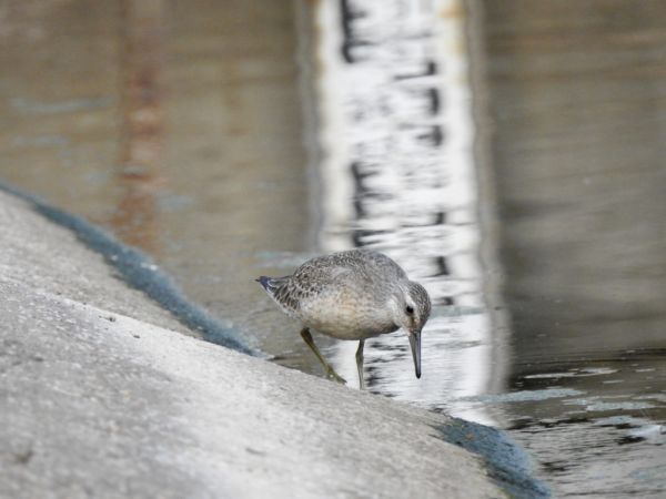 Knutt  - Jarosław Słowikowski