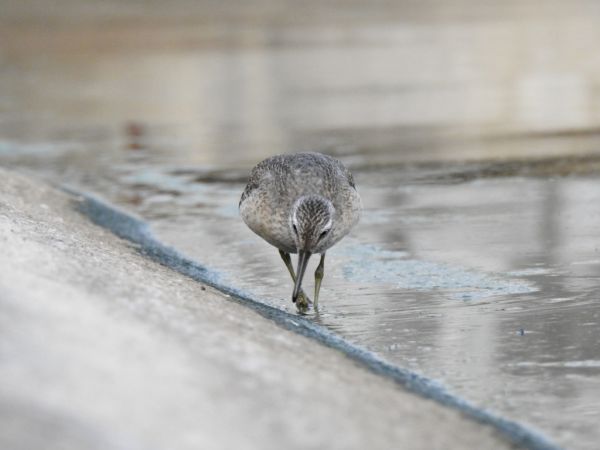 Bécasseau maubèche 