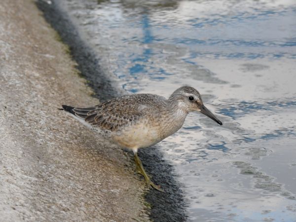 Bécasseau maubèche 