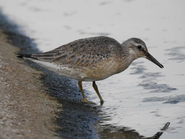 Bécasseau maubèche  - Jarosław Słowikowski
