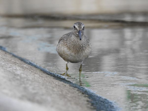 Bécasseau maubèche  - Jarosław Słowikowski