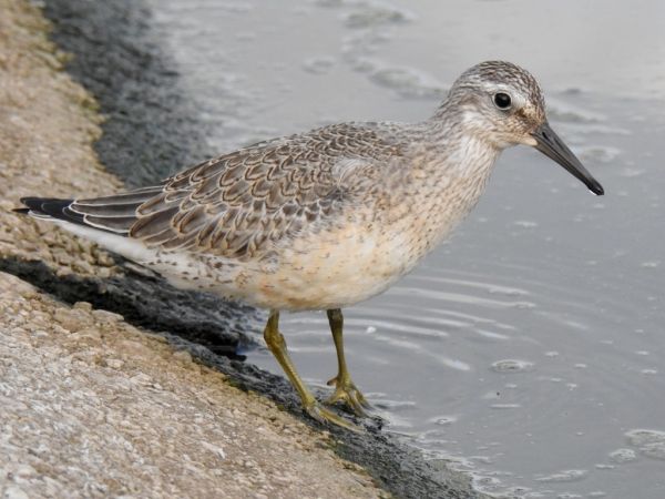 Bécasseau maubèche  - Jarosław Słowikowski