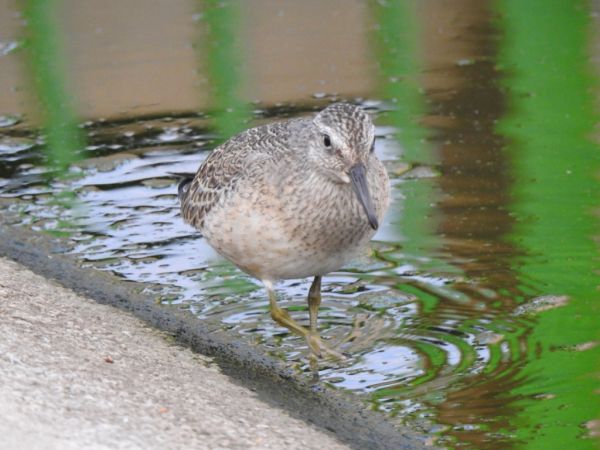 biegus rdzawy  - Jarosław Słowikowski