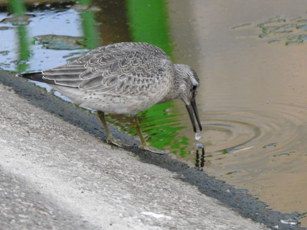 Bécasseau maubèche  - Jarosław Słowikowski