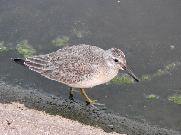 Bécasseau maubèche 