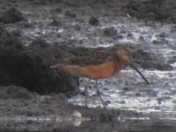 Bécassin à long bec  - Andrzej Lipiński