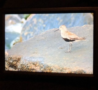 Dunlin  - Wojciech Kaczor