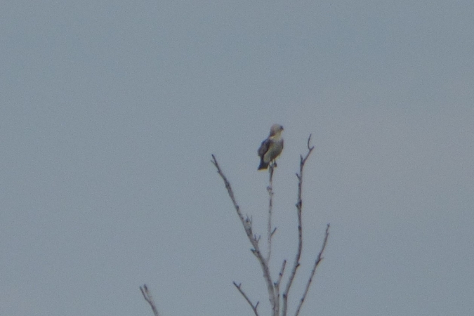 Circaète Jean-le-Blanc  - Mirosław Nowicki