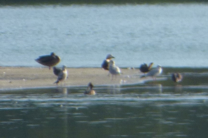 Tadorne casarca  - Mirosław Nowicki