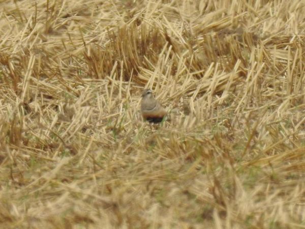 Mornellregenpfeifer  - Waldemar Okupniczak