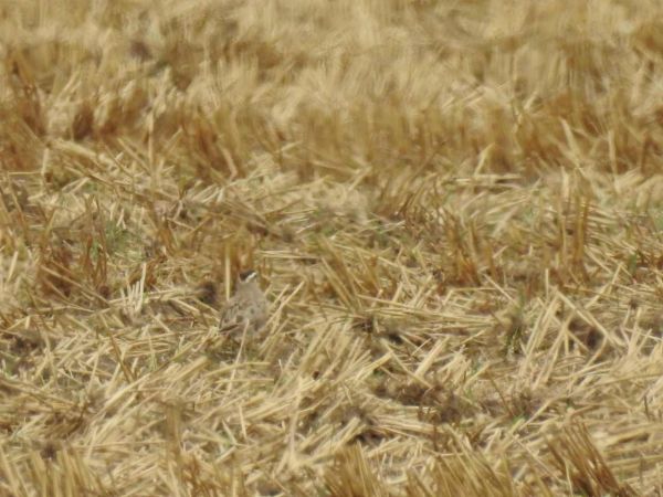 Mornellregenpfeifer  - Waldemar Okupniczak