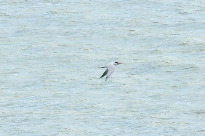 Raubseeschwalbe  - Wiktor Kroker