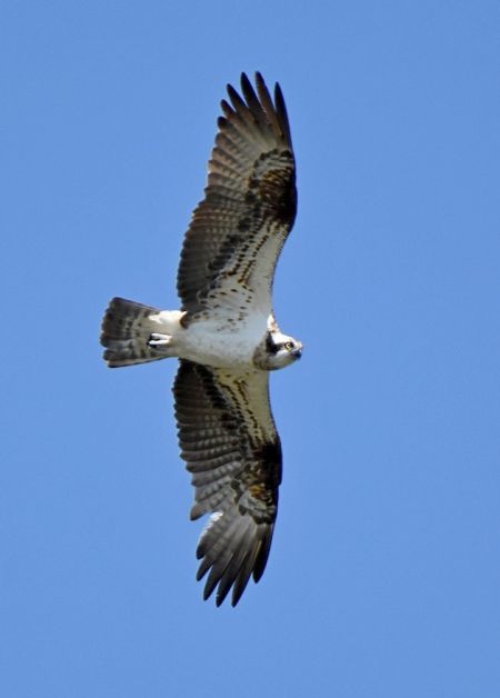 Fischadler  - Grzegorz Grygoruk