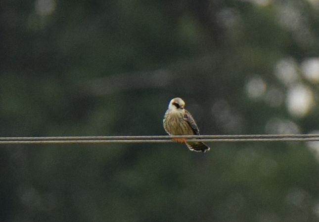 Rotfussfalke  - Grzegorz Grygoruk