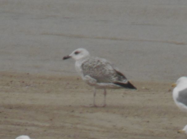 Yellow-legged Gull  - Łukasz Krajewski