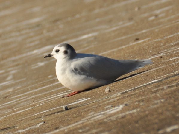 Zwergmöwe  - Łukasz Krajewski