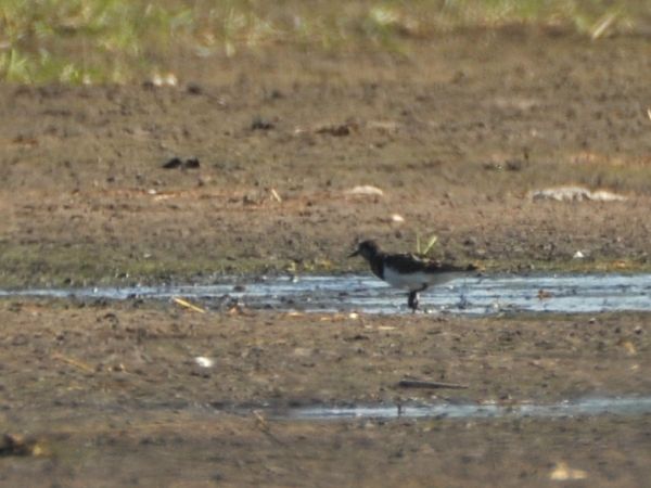 Tournepierre à collier  - Łukasz Krajewski