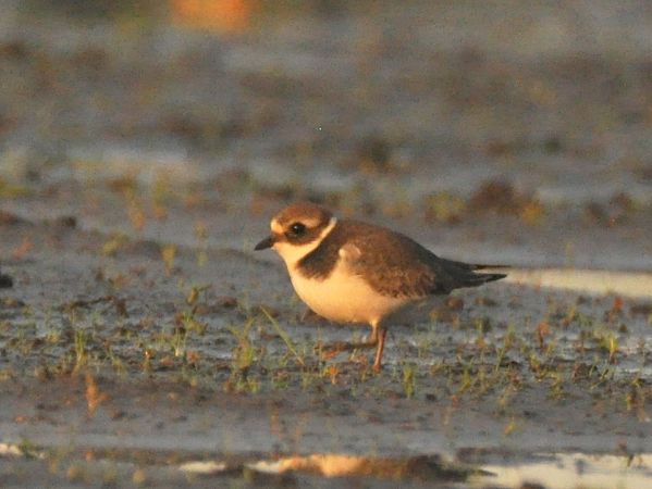 sieweczka obrożna  - Łukasz Krajewski