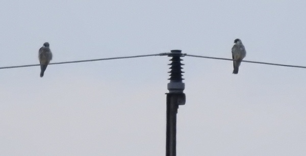 Rotfussfalke  - Hanna Pomorska