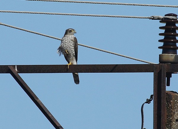 Epervier d'Europe  - Hanna Pomorska