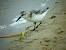 Sanderling  - Andrzej Tarasiuk