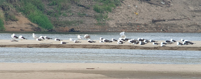 Heringsmöwe  - Michał Kucharski