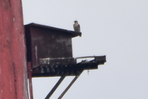 Wanderfalke  - Marek Trymerski