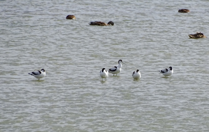 szablodziób  - Waldemar Michalak