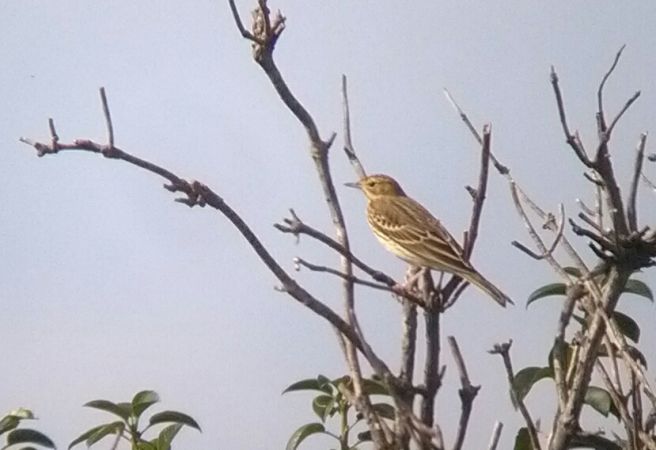 świergotek drzewny  - Tomasz Zarzycki