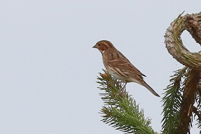 Bruant nain  - Stanisław Turowski