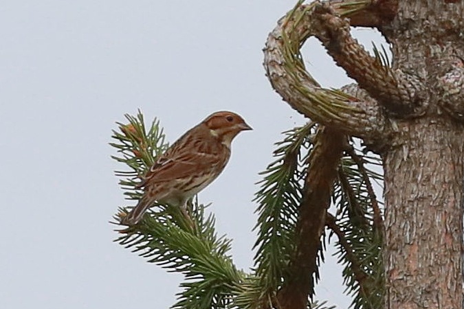 trznadelek  - Stanisław Turowski