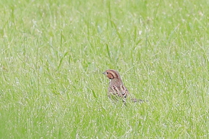 Bruant nain  - Stanisław Turowski