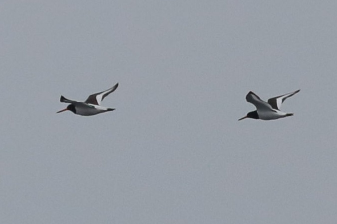 ostrygojad  - Stanisław Turowski