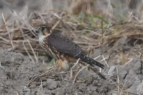 Merlin  - Daniel Stasiowski