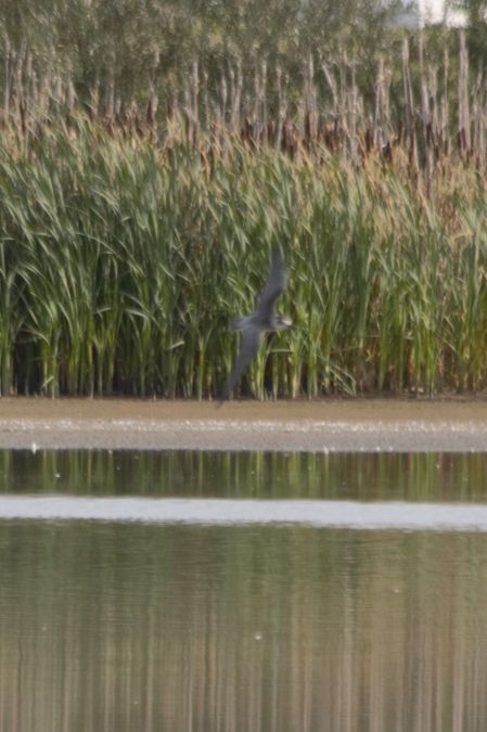 Guifette noire  - Adrianna Muszyńska