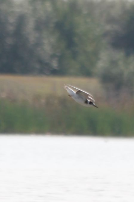 Trauerseeschwalbe  - Adrianna Muszyńska