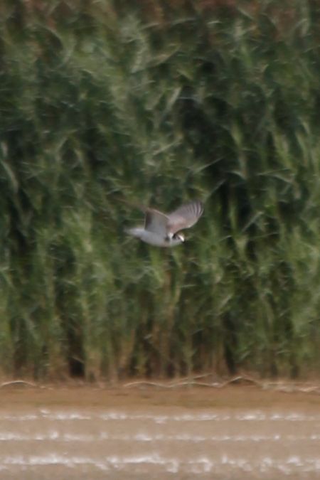 Guifette noire  - Adrianna Muszyńska