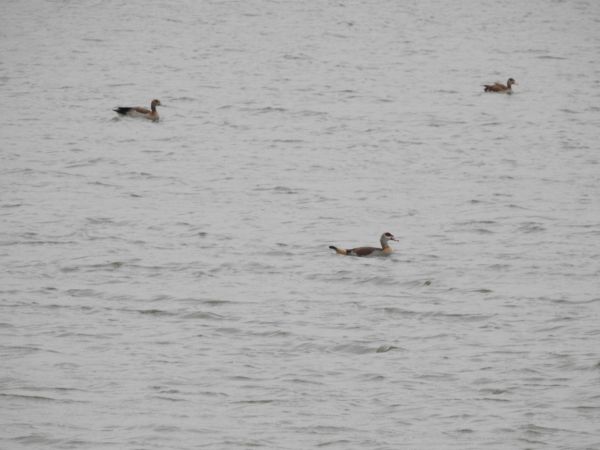 gęsiówka egipska  - Adrianna Muszyńska